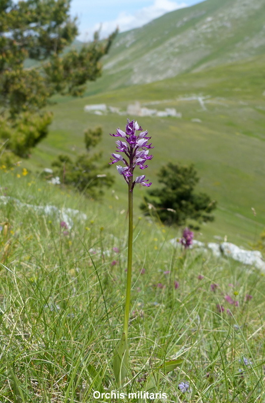 Orchidee a Campo Imperatore tra Medioevo e wilderness  primavera 2023